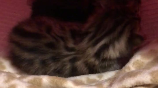 chaton de Whitney